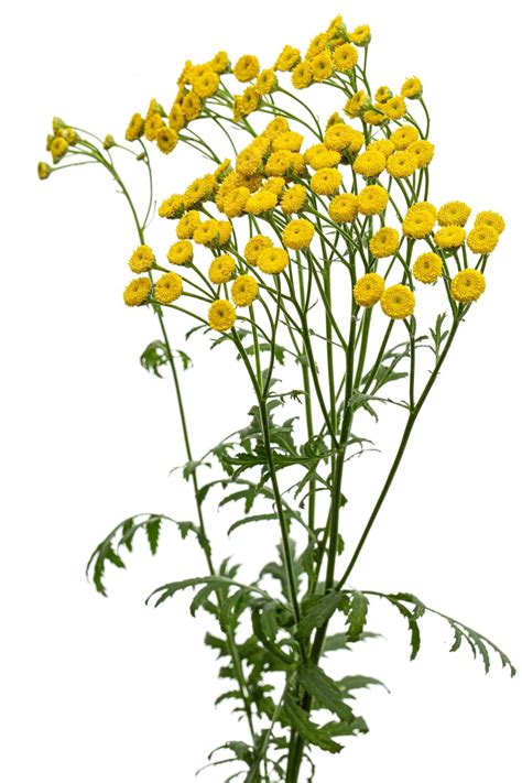 Premium Photo Flowers The Medicinal Plant Of Tansy Lat Tanacetum