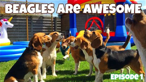 Beagles Are Awesome Compilation Louie And Marie Episode 1 Youtube