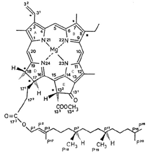 Structure Of Chlorophyll A With Numerated Atom Positions Download