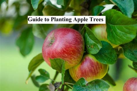 Planting Distance Between Fruit Trees Fruit Tree Distance Learn