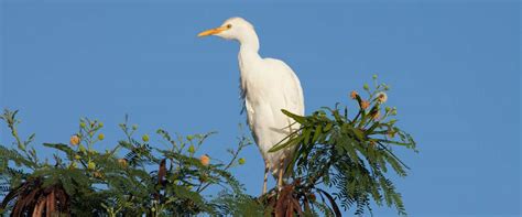 Cattle Egret Kaelepulu Wetland