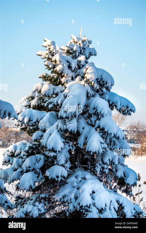 City Park After The Snowfall Stock Photo Alamy