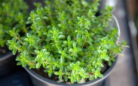 The 10 Best Herbs To Grow Indoors Easy For Beginners