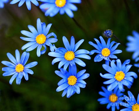 Blue Flowers Photograph By Wingsdomain Art And Photography