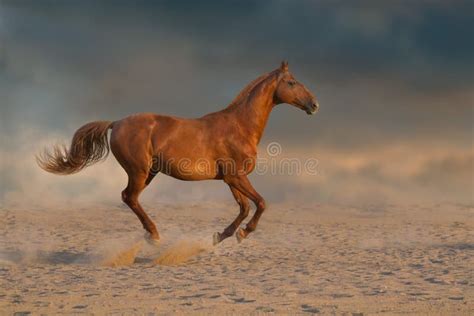 Red Horse Run In Sand Stock Image Image Of Sand Animal 180917123