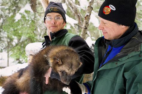 The Wily Wolverine Iconic Species Making Comeback In State