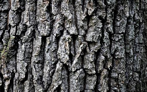 Grey Tree Bark Hd