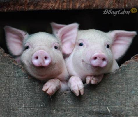 Chi Tiết Hơn 100 Hình ảnh Con Lợn đang ăn Mới Nhất Tin Học Vui