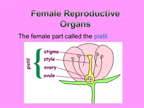 Sometimes the unisexual flowers may contain the rudimentary parts of the opposite sex. Reproductive parts of plants- J.Dael