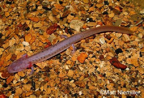 Tennessee Watchable Wildlife Tennessee Cave Salamander