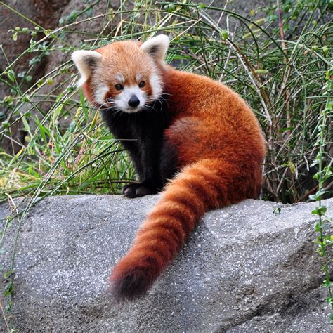 Red Panda Adaptations Animal Sake