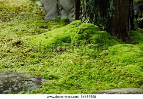 Closeup Moss Japanese Garden Stones Tree Stock Photo Edit Now 96689458