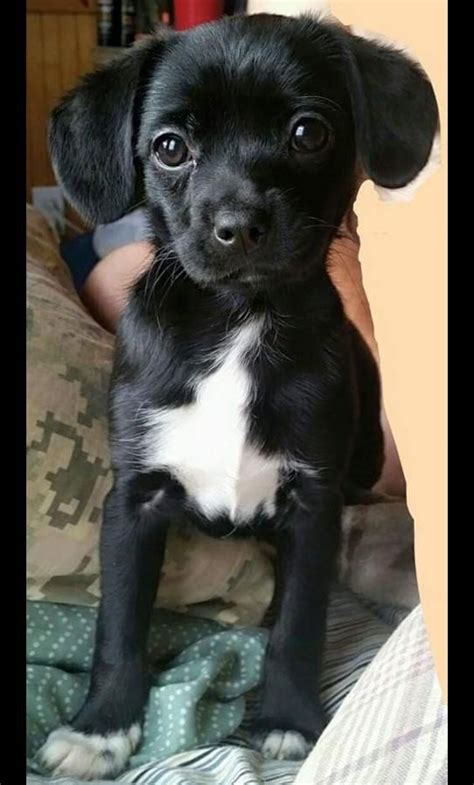 We serve all of long island as well as the 5 boroughs and upstate ny. Adopt Aster on | Puppy adoption, Dachshund adoption ...