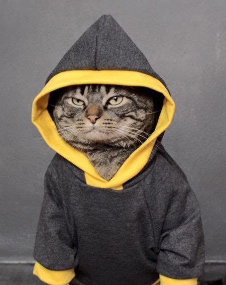 One Of The Gangster Cats Corner Boys Kittens In Costumes