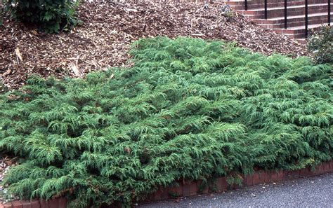 Microbiota Decussata Landscape Plants Oregon State University