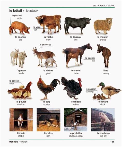 129 best ideas about French: Animals on Pinterest | The big blue