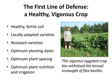 They are especially threatening to tomato, potato, beet and alfalfa crops. PPT - Organic Management of Weeds, Pests, and Crop ...