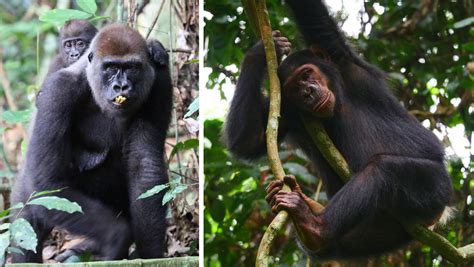 These chimps and gorillas have hung out for years - Futurity