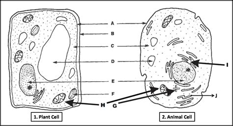 Unlabeled Labeled Plant Cell Diagram Music Is