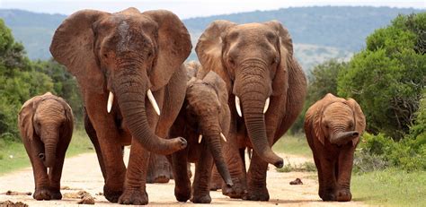 Big Five Safari In Afrika Sundowner Wildlife Holidays