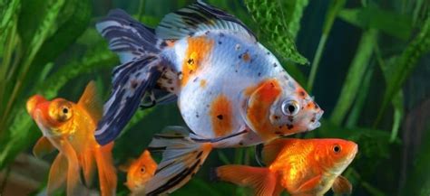 Pregnant Goldfish Care Guide And Signs To Look For