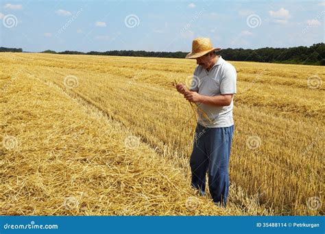 Rich harvest stock photo. Image of beauty, wheat, green - 35488114