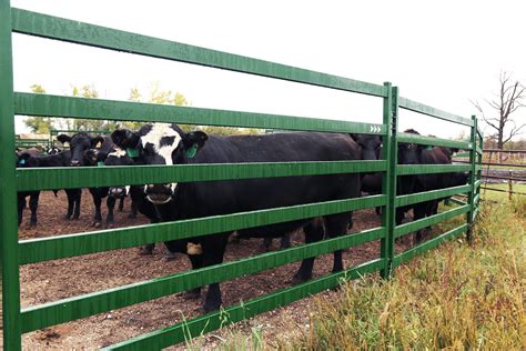 Arrow Cattle Panels For Cattle Yards Arrowquip