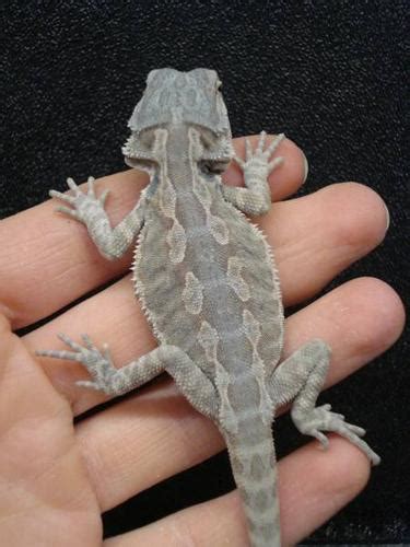 Baby Hypo Leatherback Bearded Dragons For Sale In Cochrane