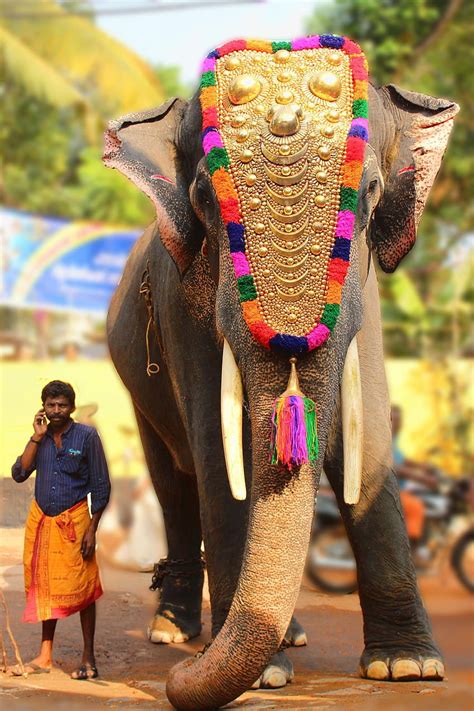 King by Vipin Vasudev / 500px. India culture, Kerala india, Elephant