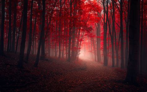 Nature Trees Fall Red Path Leaves Mist Forest Sunlight Dark