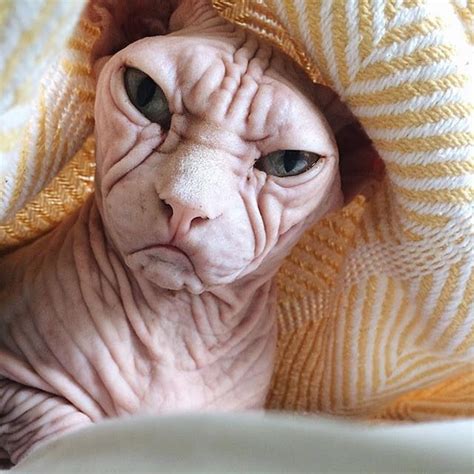Sphynx Silly Animal Pictures Hairless Cat Funny Cute Cats