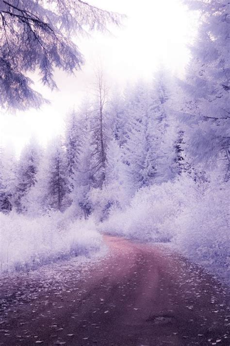 Sky Blue Pinkpurple Winter Scenery Winter Landscape Beautiful Nature