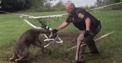 Deer Stuck In Volleyball Net Gets Rescued The Dodo