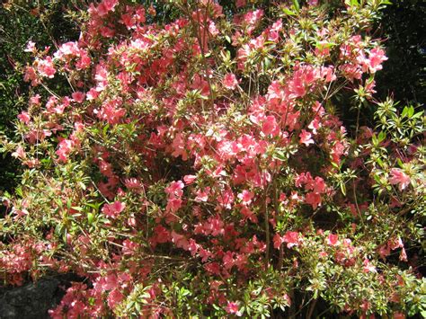 It has slightly lobed ovate leaves, and several clusters of beige flowers on slender stems. Arizona Red Flowering Shrubs | Best Flower Site