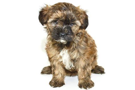 Yorkie Poo Dog Breed Guide