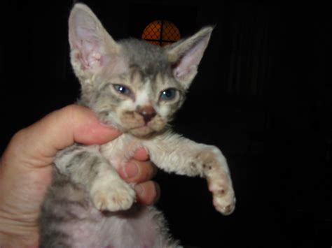 Fileaustralian Devon Rex Kitten Kizmet Wikimedia