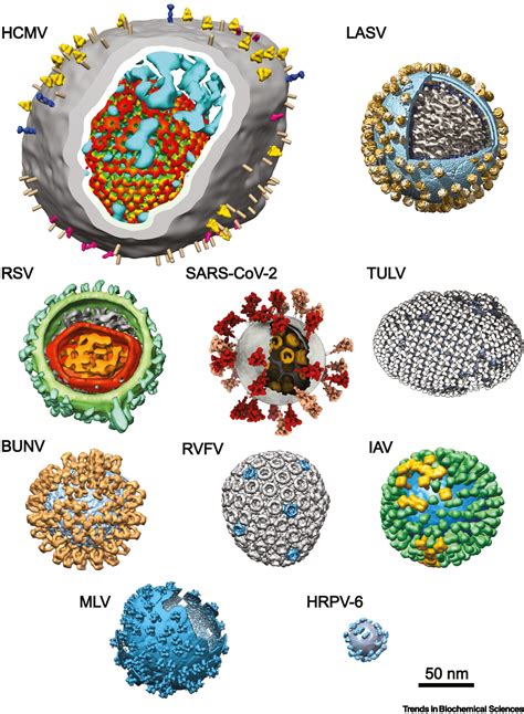 Cryo Electron Tomography Of Enveloped Viruses Trends In Biochemical