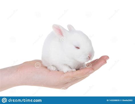 Hand Holding Sleeping White Bunny Isolated Stock Image Image Of