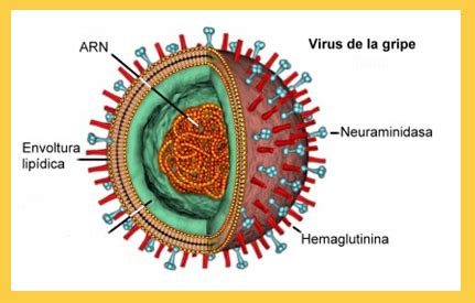 Influenza a viruses are the only influenza viruses known to cause flu pandemics, i.e., global epidemics of flu disease. INFLUENZA O GRIPE TIPO A H1 N1 (Todos los Niveles ...