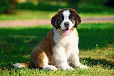 Saint Bernard Dog Breed Information And Characteristics Daily Paws