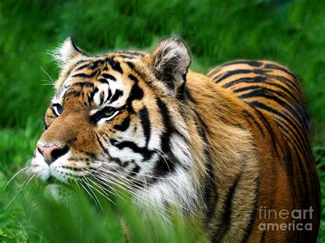 Tiger On The Prowl Photograph By Daniela White Fine Art America