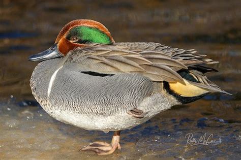 Green Winged Teal Species Info And Hunting Ramsey Russells