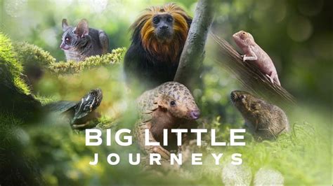 Big Little Journeys Showcase 2023 Trailer Youtube