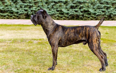 Cane Corso Dog Breed Profile Personality Facts