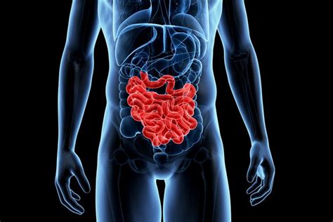 How The Small Intestine Works Stomach Ulcers Large Intestine Crohns