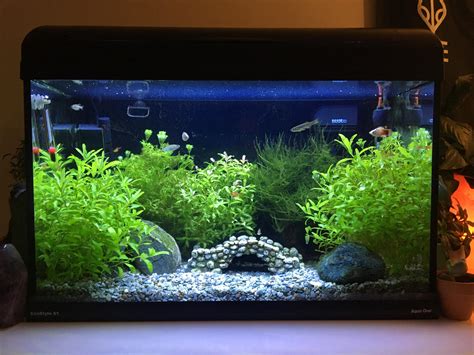 Wanted To Share My Freshwater Planted Aquarium Raquariums