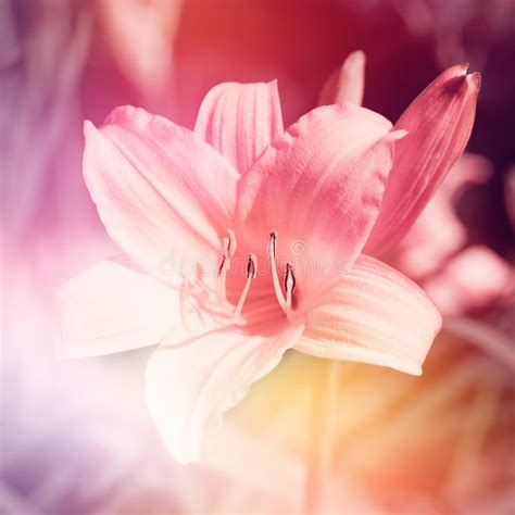Pink Lily Flower Stock Photo Image Of Color Botany 25451130
