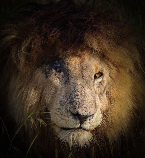 500 Lion Face Pictures Download Free Images And Stock Photos On Unsplash