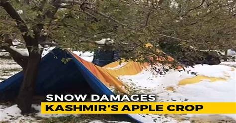 Heartbreaking Video Tells The Tragic Tale Of Kashmirs Apple Growers