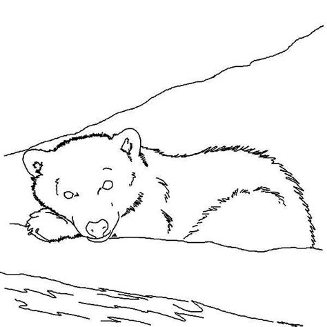 Sleeping Polar Bear In Arctic Animals Coloring Page Kids
